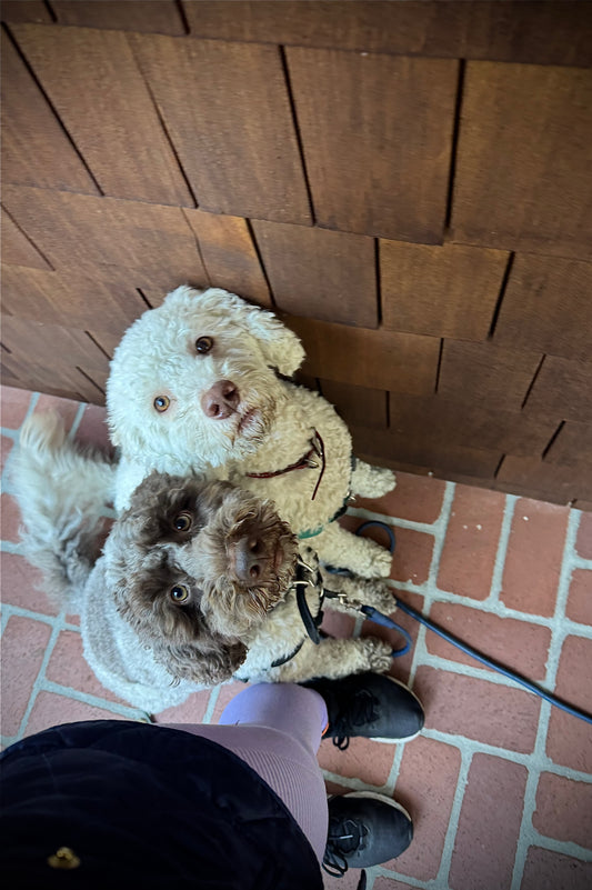 The Polished Pup Program | Tailored Training